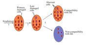 Appearance of cells with abnormalities [Korogodina et al 2003]