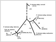 Phylogeny diagram of F. tularensis. [Kudryavtseva and Mokrievich, 2022]